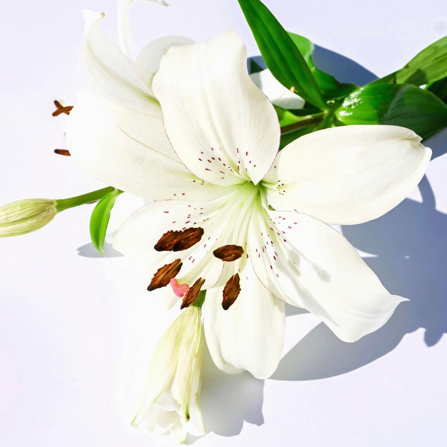 Sympathy flowers